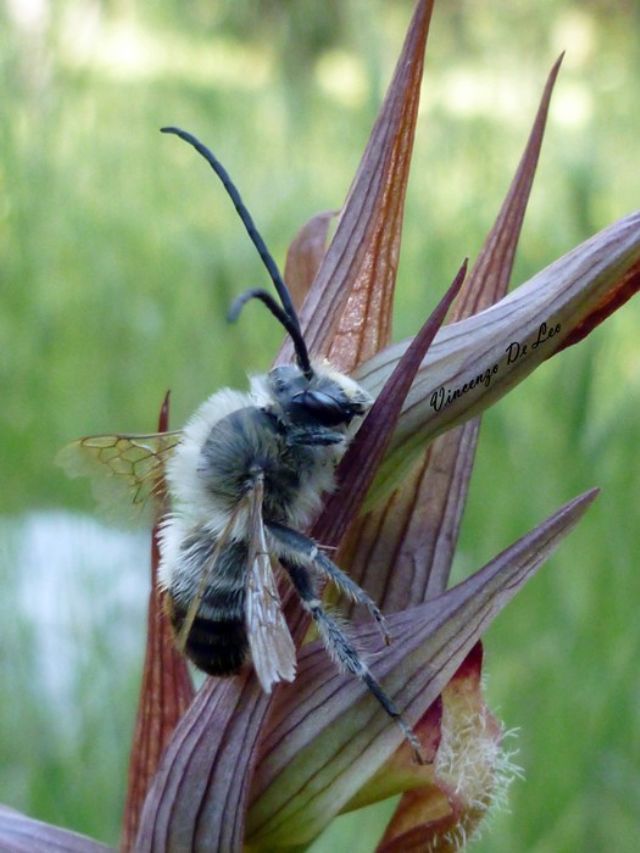 Eucera?