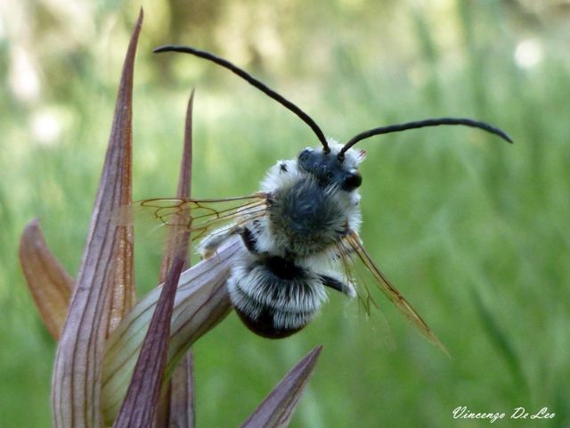 Eucera?