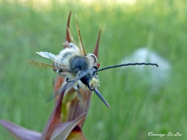 Eucera?