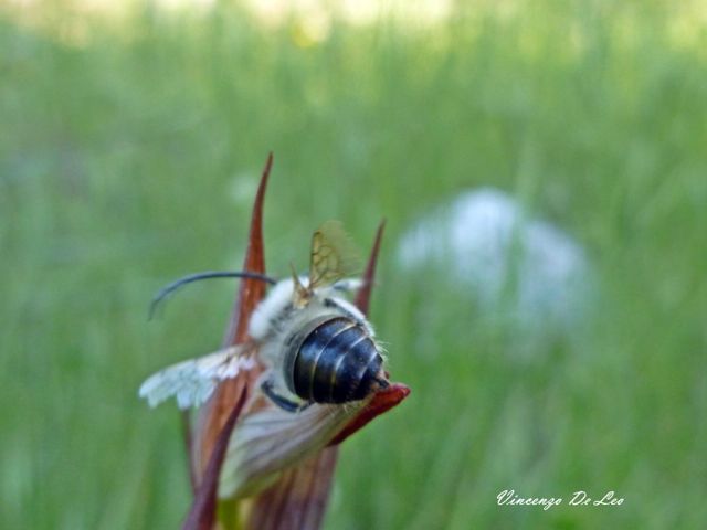 Eucera?