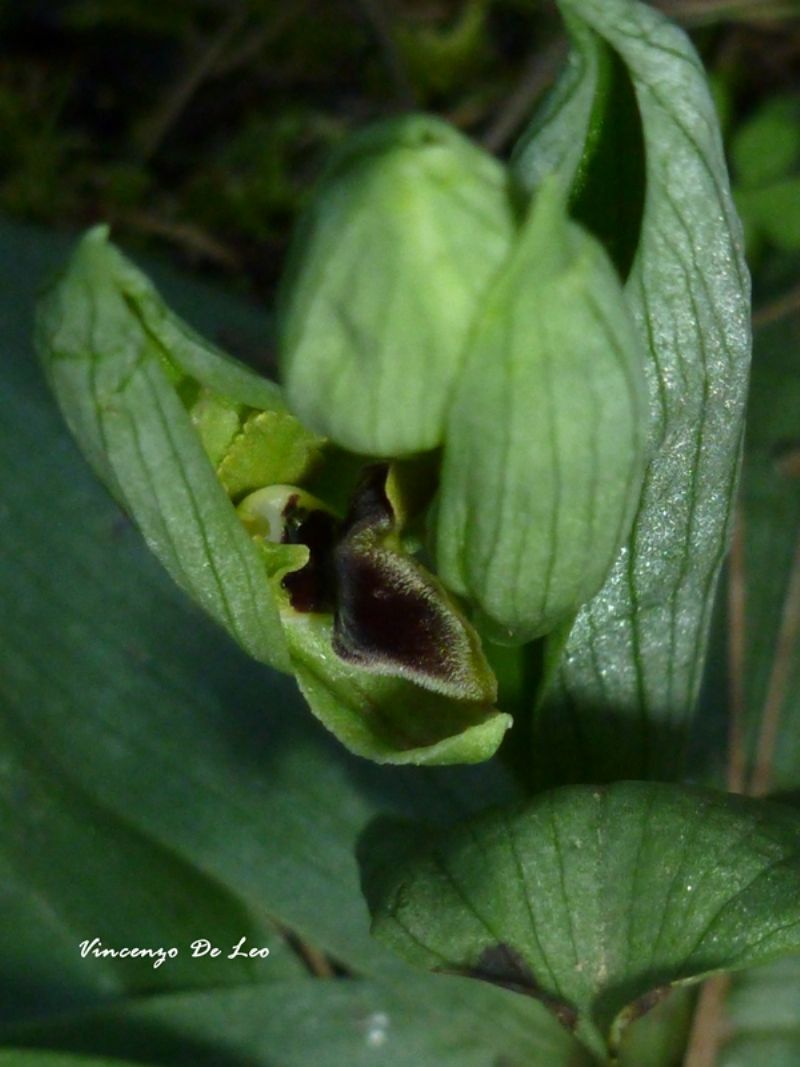 Ophrys id