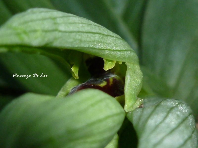 Ophrys id