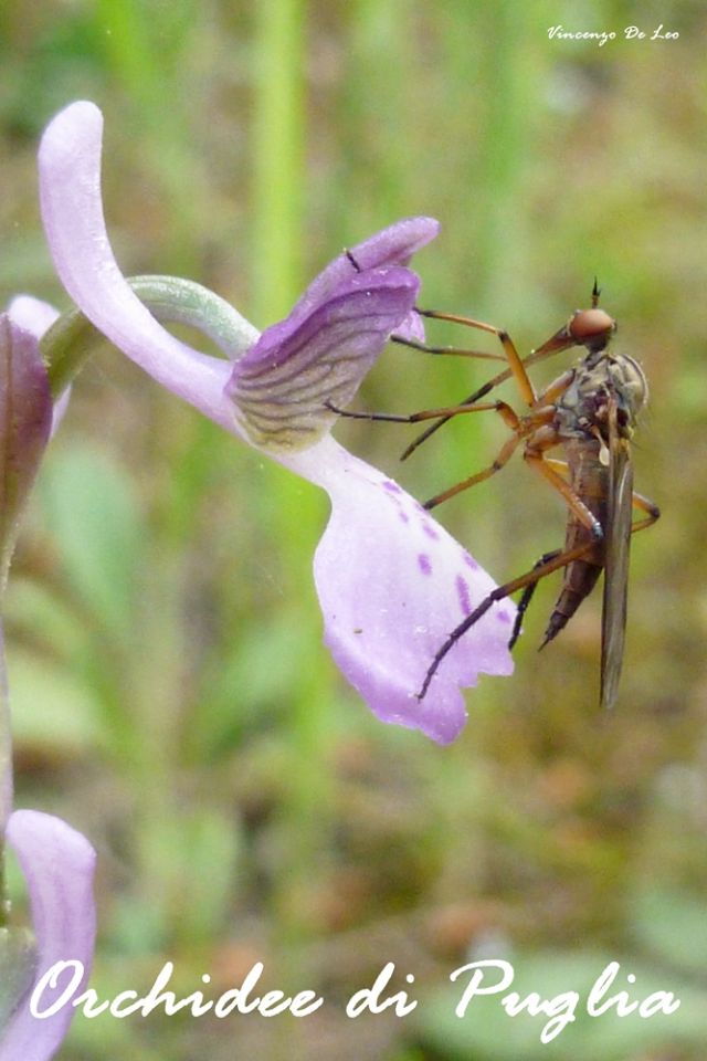 Empis sp. femmina.