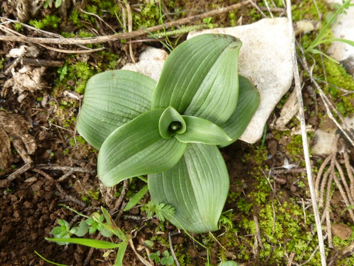 Rosette aiuto id