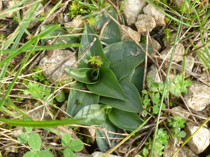 Rosette aiuto id