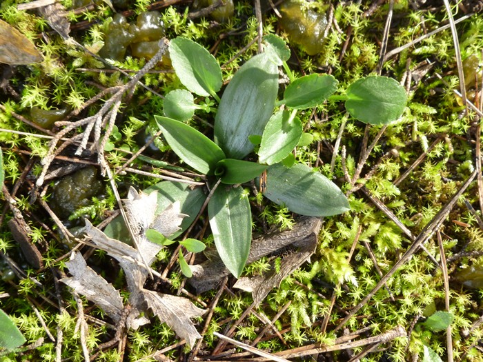 Rosette aiuto id