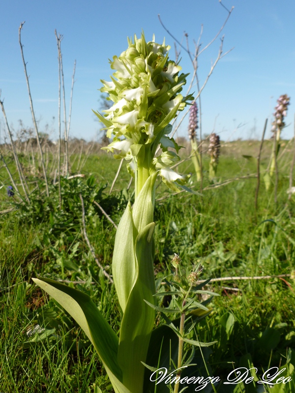 Barlia apocromatica