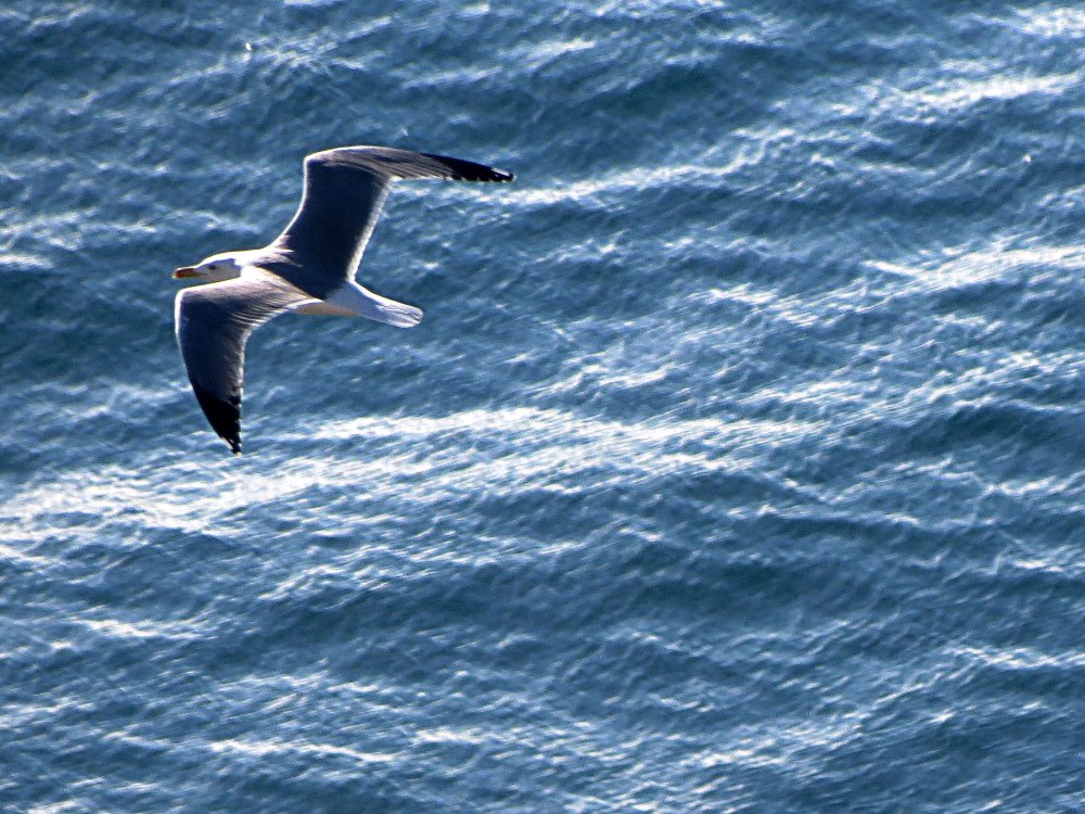 Gabbiani reali in volo