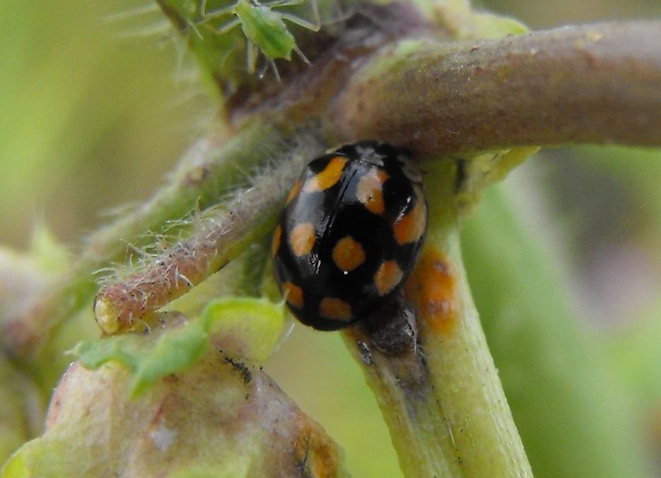 Da determinare - Adalia decempunctata (Coccinellidae)