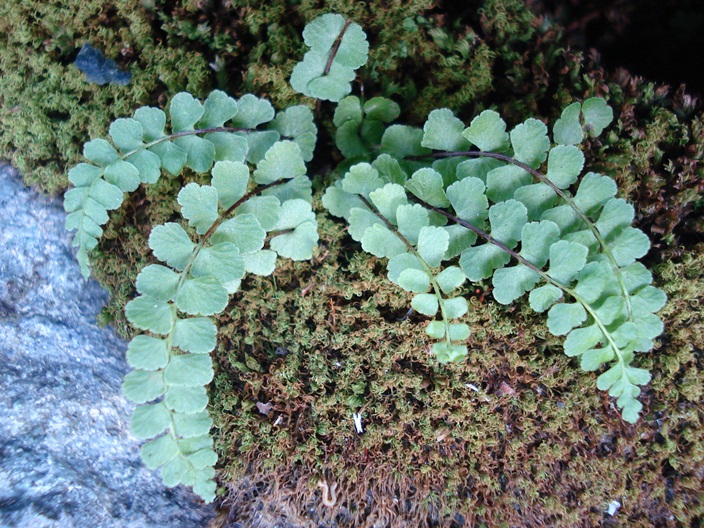 Asplenium adulterinum / Asplenio ibrido