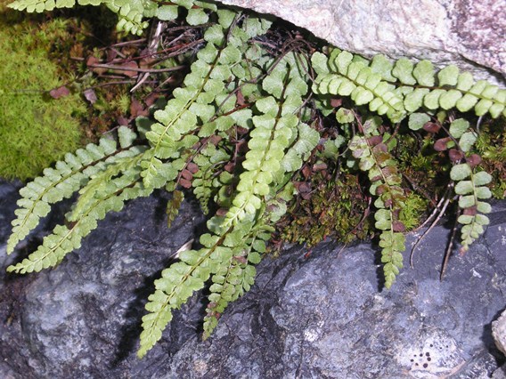 Asplenium adulterinum / Asplenio ibrido