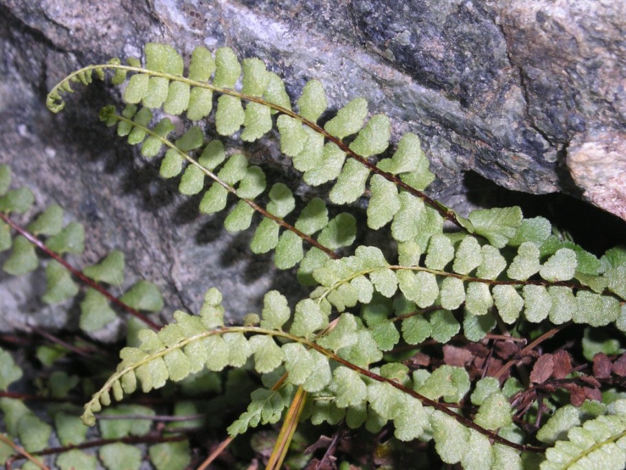 Asplenium adulterinum / Asplenio ibrido