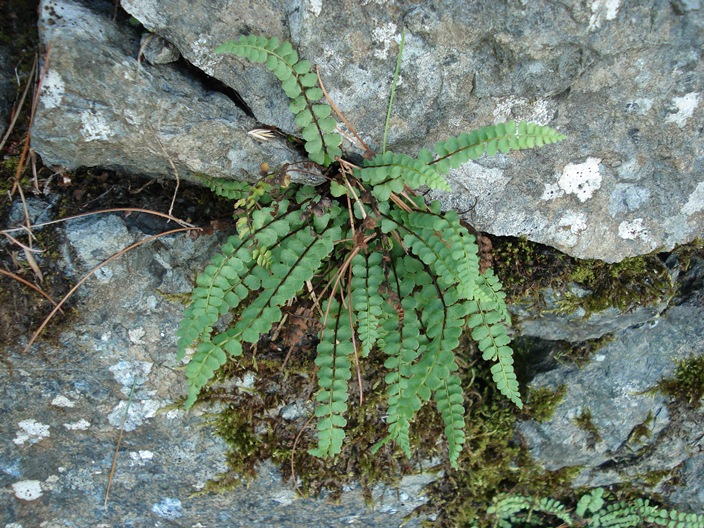 Asplenium adulterinum / Asplenio ibrido