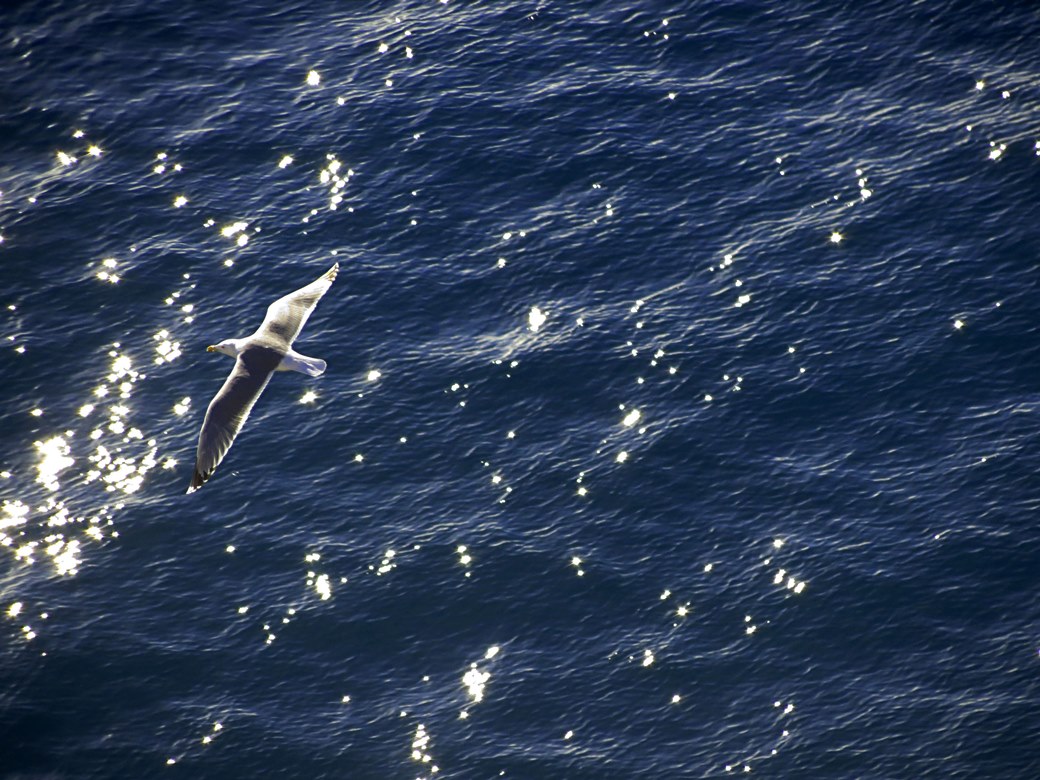 Gabbiani reali in volo