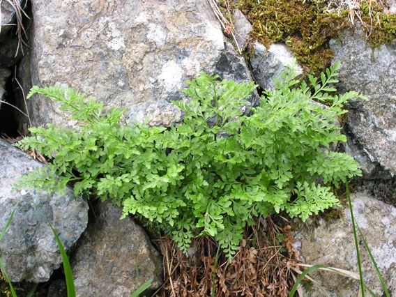 Asplenium cuneifolium / Asplenio del serpentino