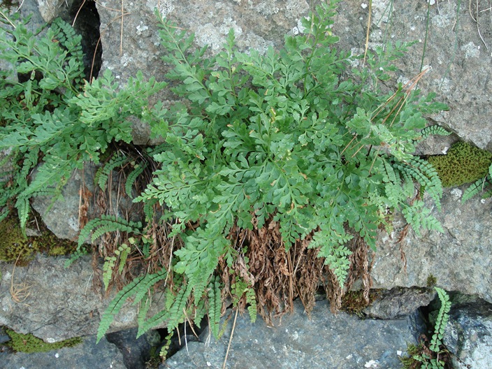 Asplenium cuneifolium / Asplenio del serpentino