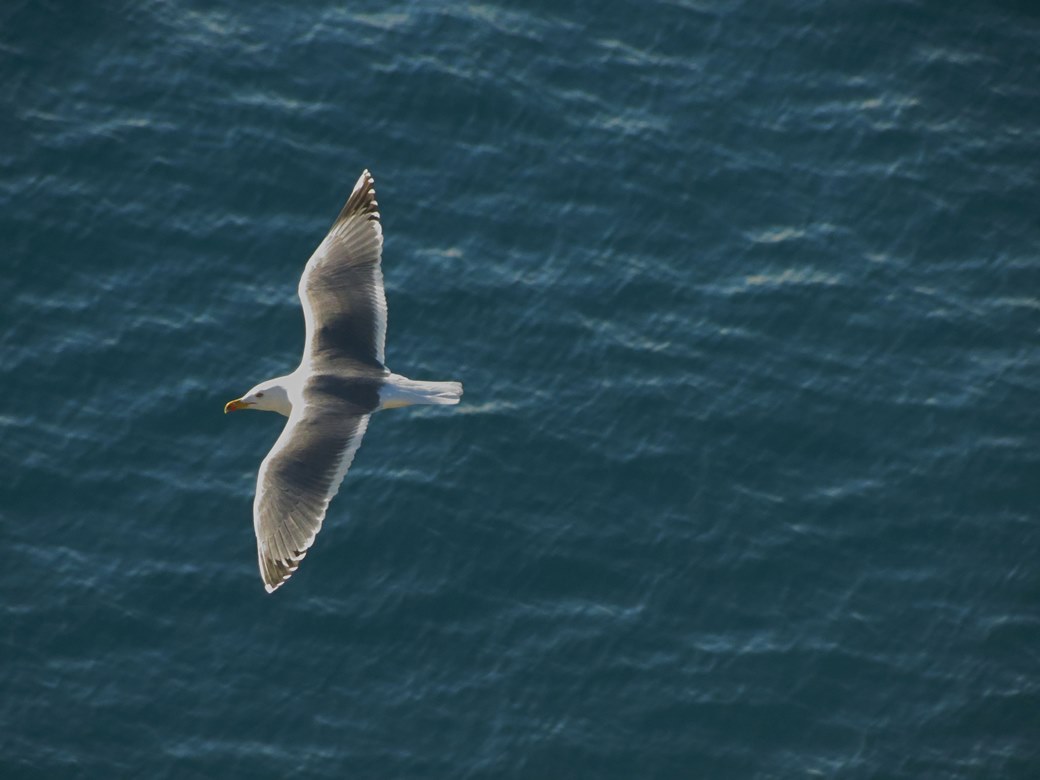 Gabbiani reali in volo