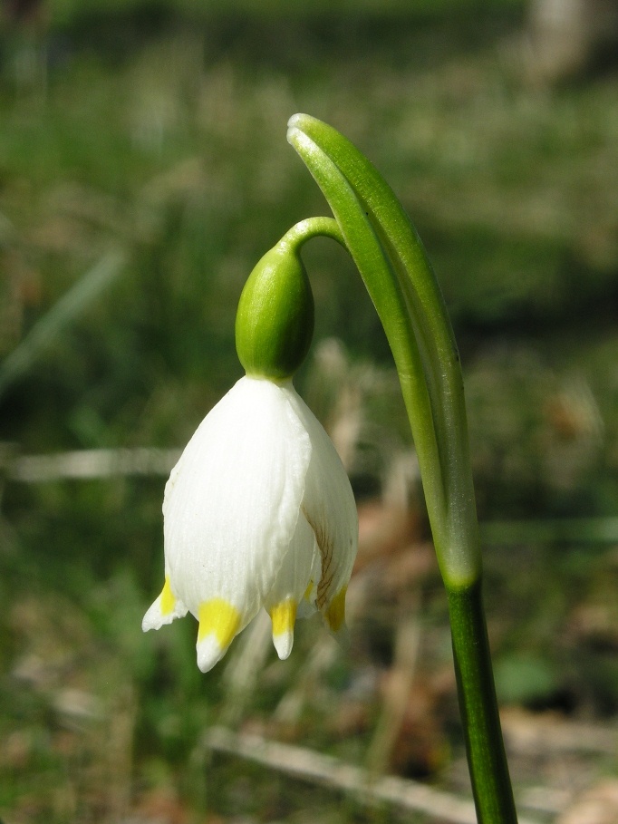 Un anno di fiori...