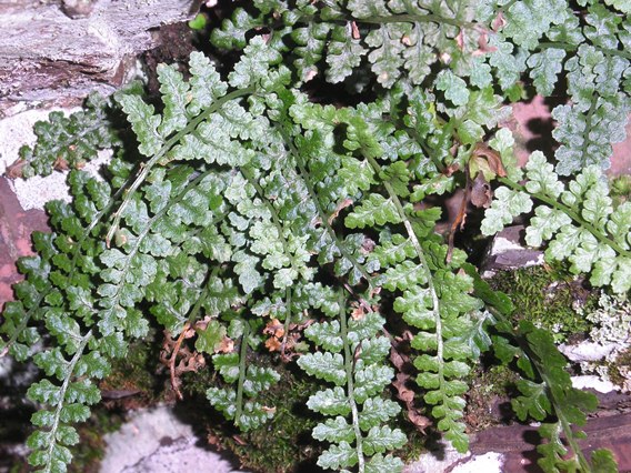 Asplenium foresienze