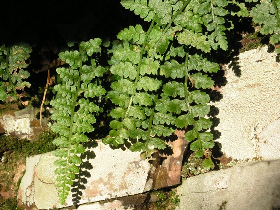 Asplenium foresienze