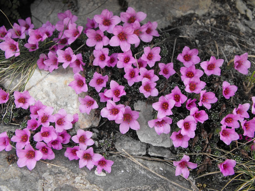 Un anno di fiori...