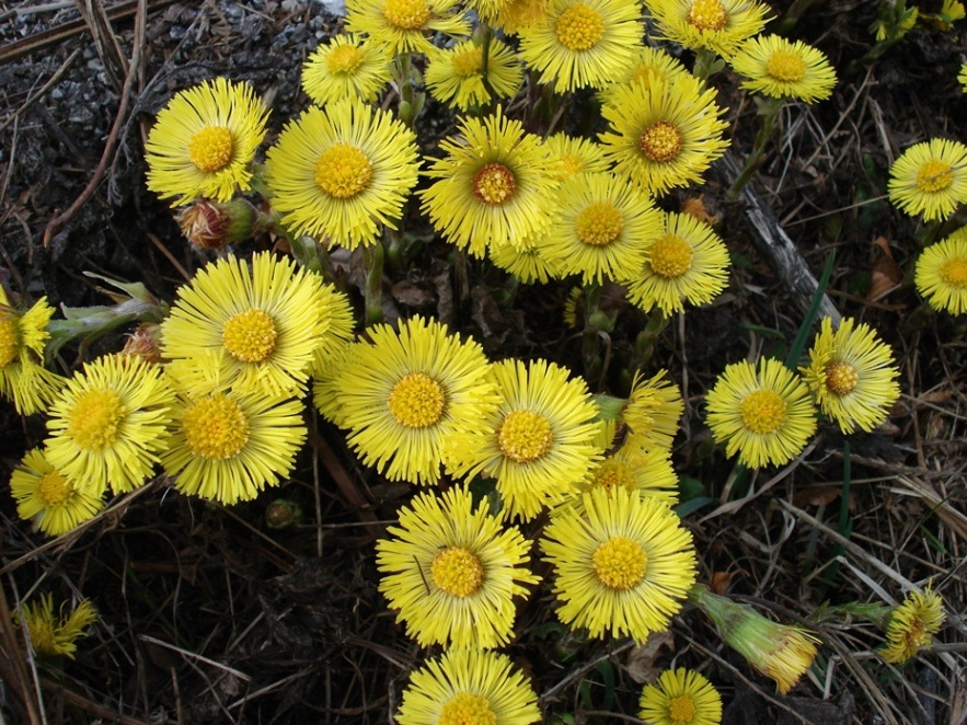 Un anno di fiori...