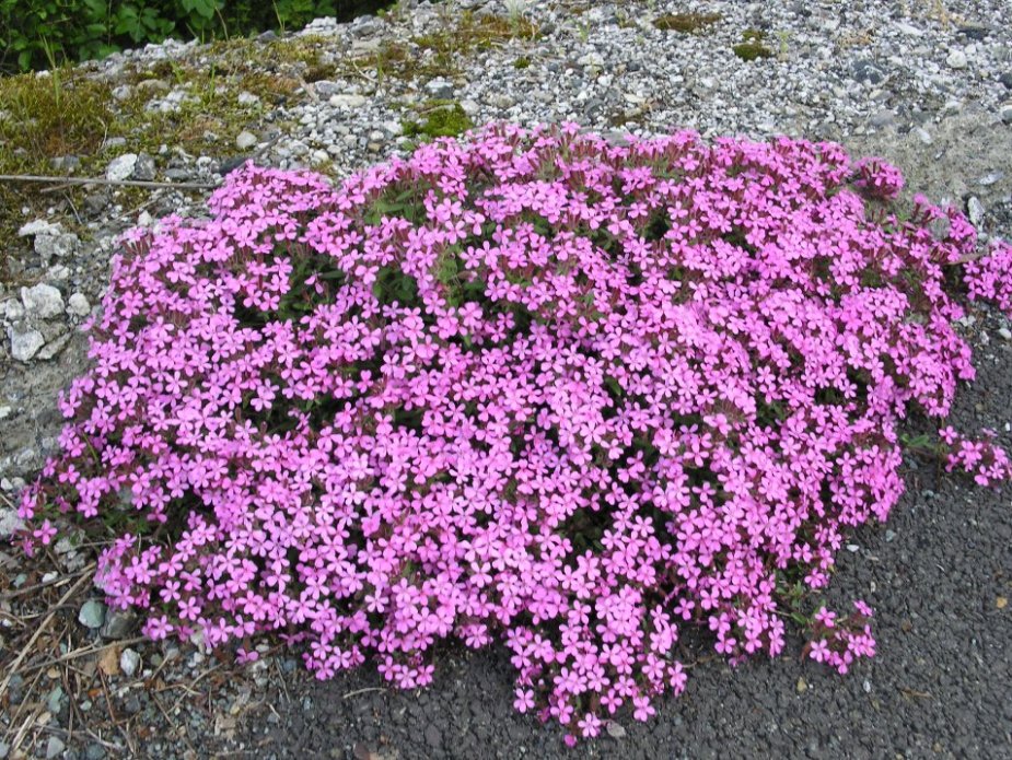 Un anno di fiori...