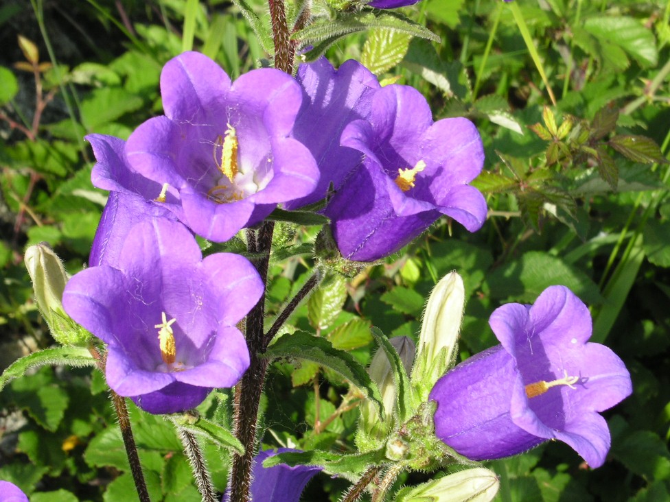 Un anno di fiori...