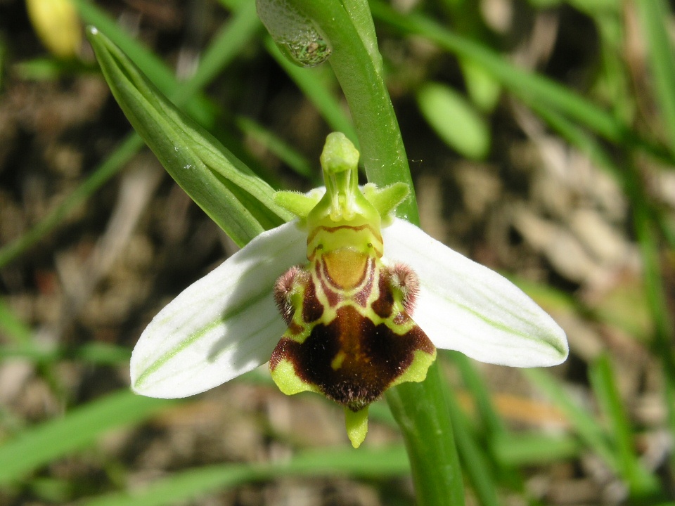 Ophrys apifera strana