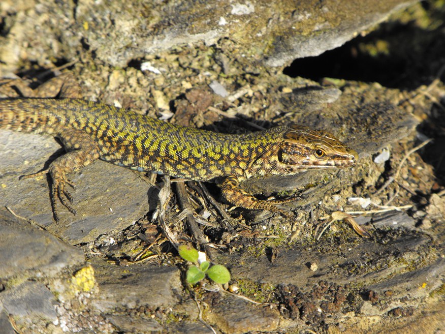 Altre Podarcis muralis da confermare