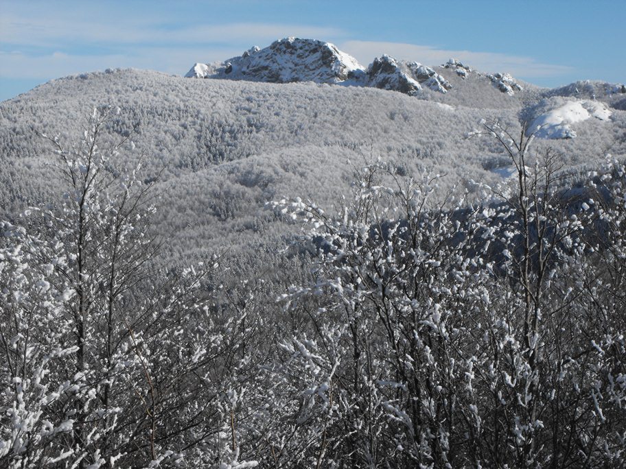 Alberi d''inverno... un invito