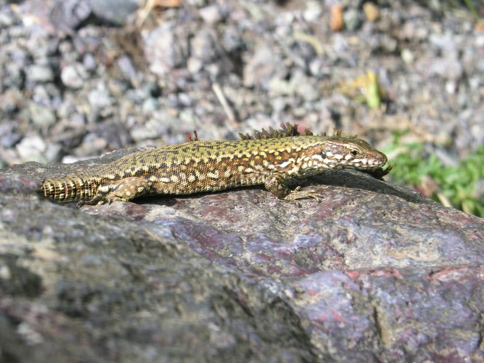 Podarcis muralis da confermare