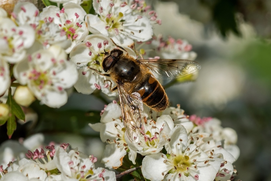 Eristalis tenax maschio (Syrphidae)