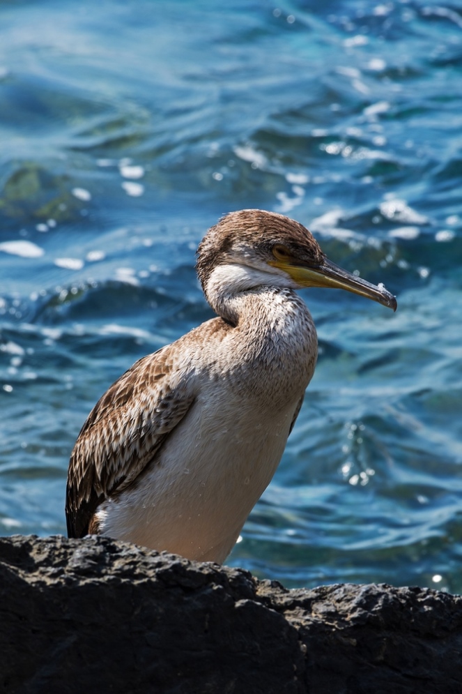 Cormorano o Marangone dal ciuffo?