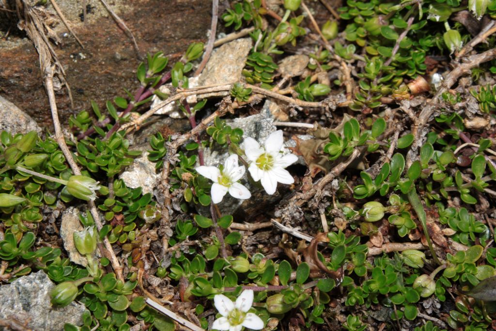 Passo Stalle (BZ): Arenaria biflora