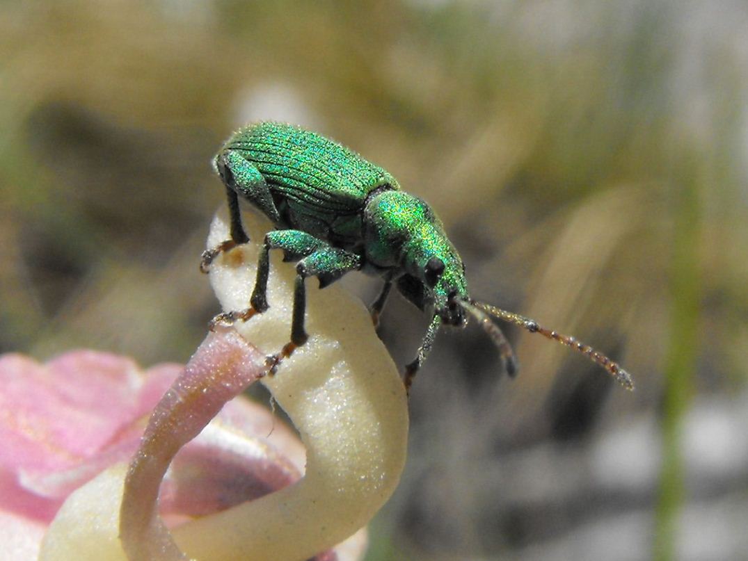 Phyllobius sp.