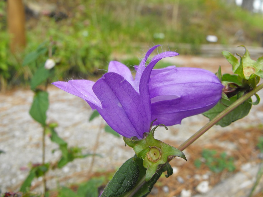 Campanula trachelium?