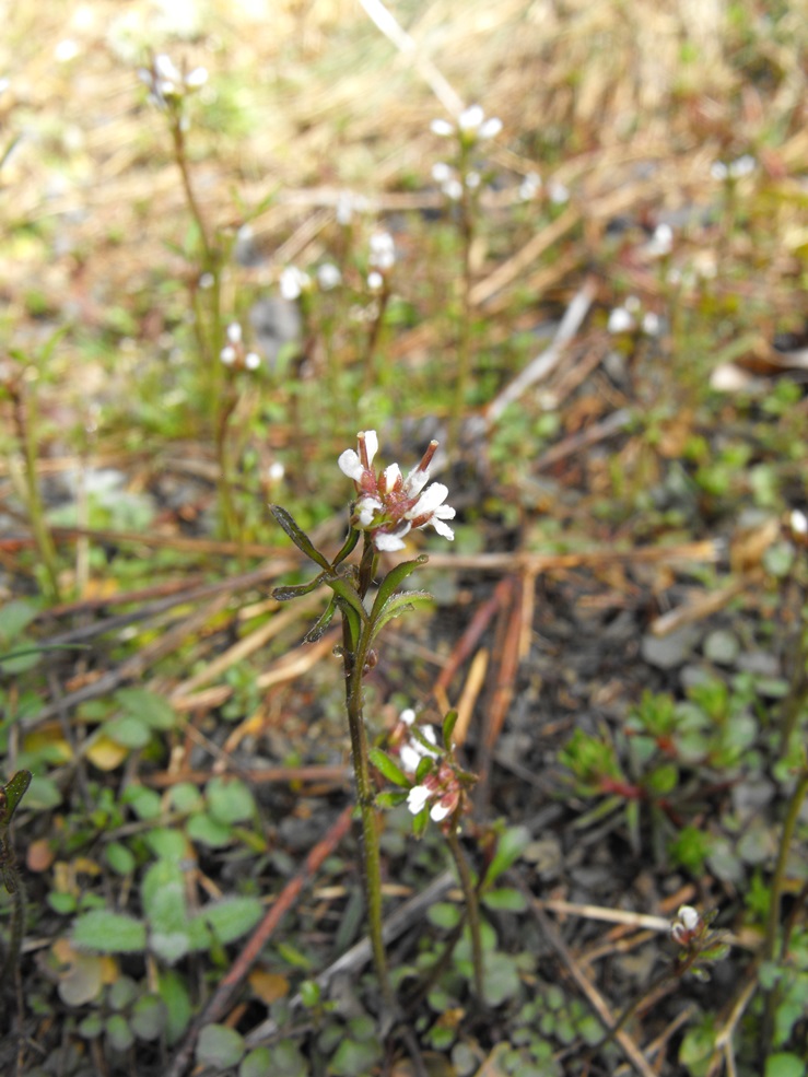 Cardamine hirsuta