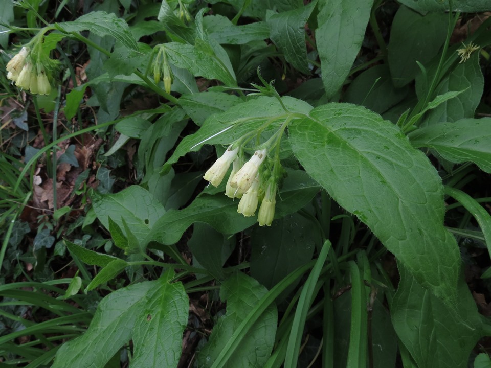 Symphytum tuberosum subsp. angustifolium / Consolida a foglie strette