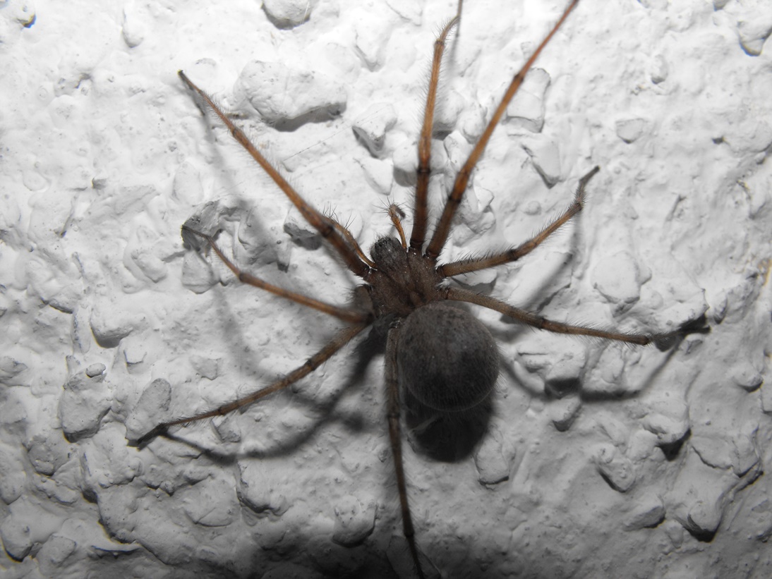 Tegenaria parietina - Monte di Portofino (GE)