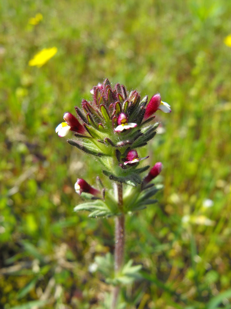 Parentucellia latifolia