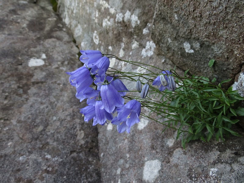 Campanula cochleariifolia / Campanula dei ghiaioni