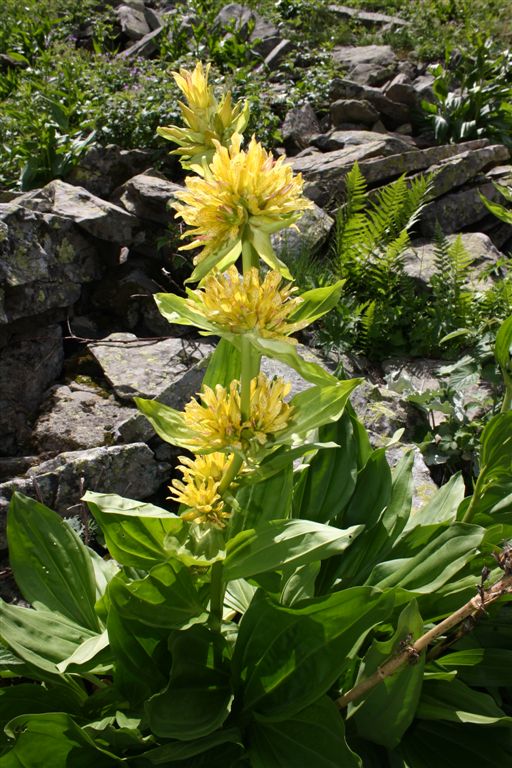 Gentiana x media (Gentiana burseri x Gentiana lutea)