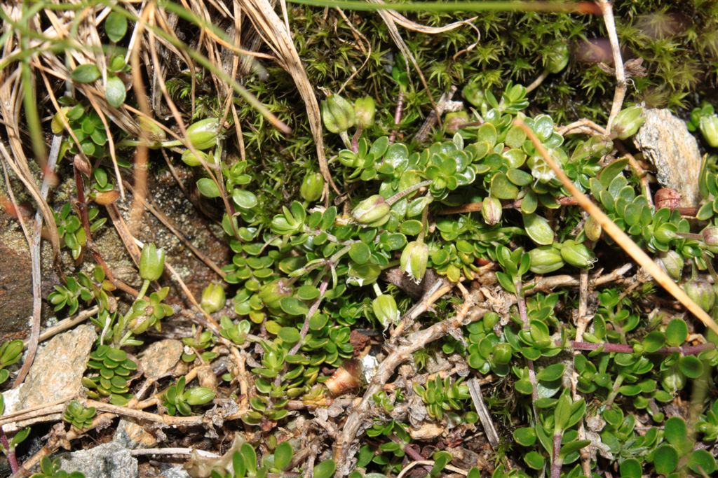 Passo Stalle (BZ): Arenaria biflora