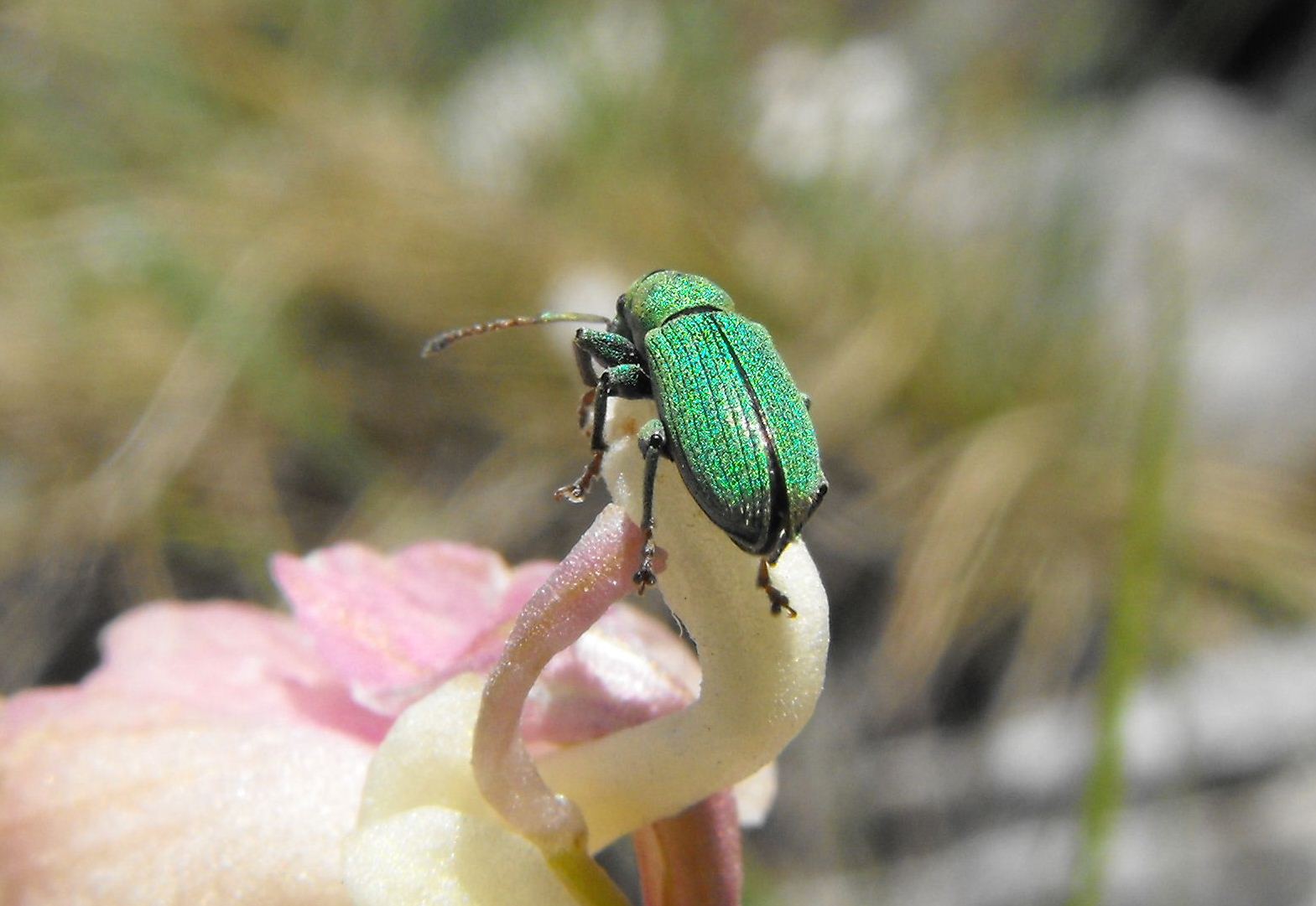 Phyllobius sp.