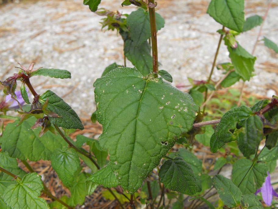 Campanula trachelium?