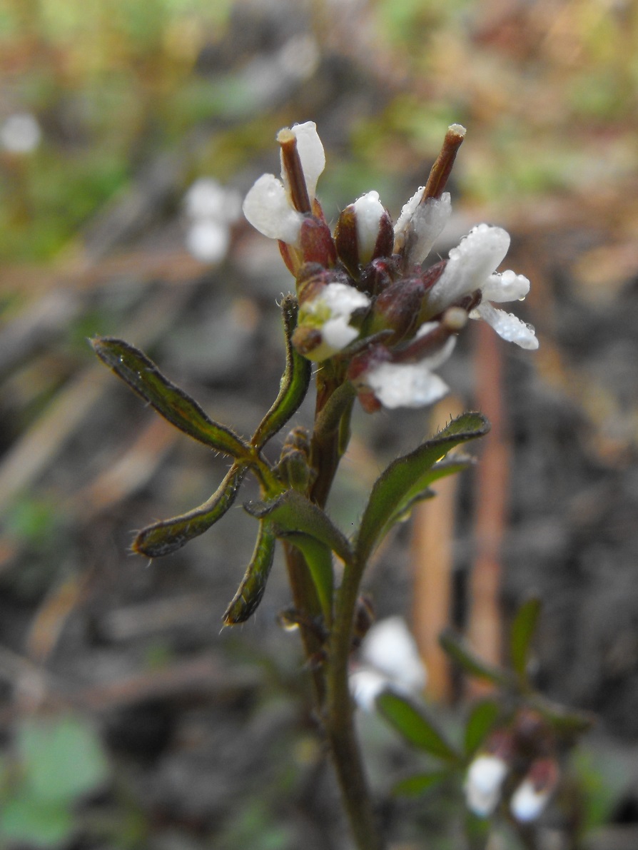 Cardamine hirsuta