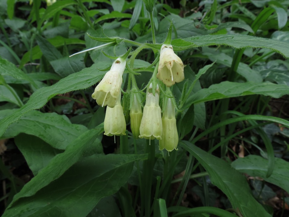 Symphytum tuberosum subsp. angustifolium / Consolida a foglie strette