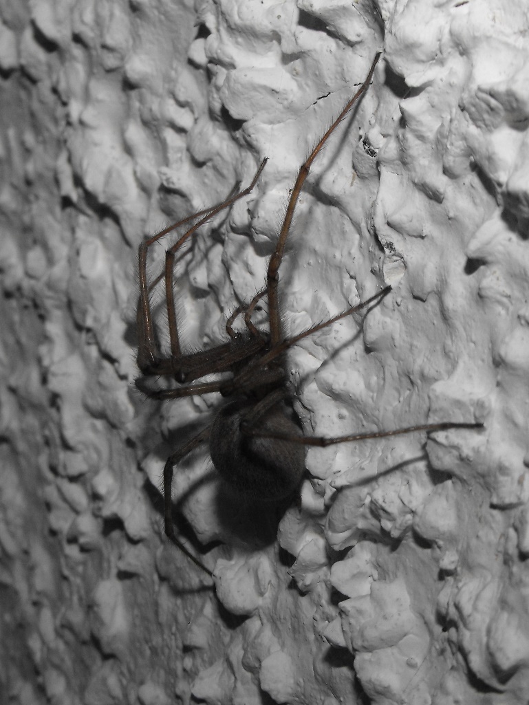 Tegenaria parietina - Monte di Portofino (GE)