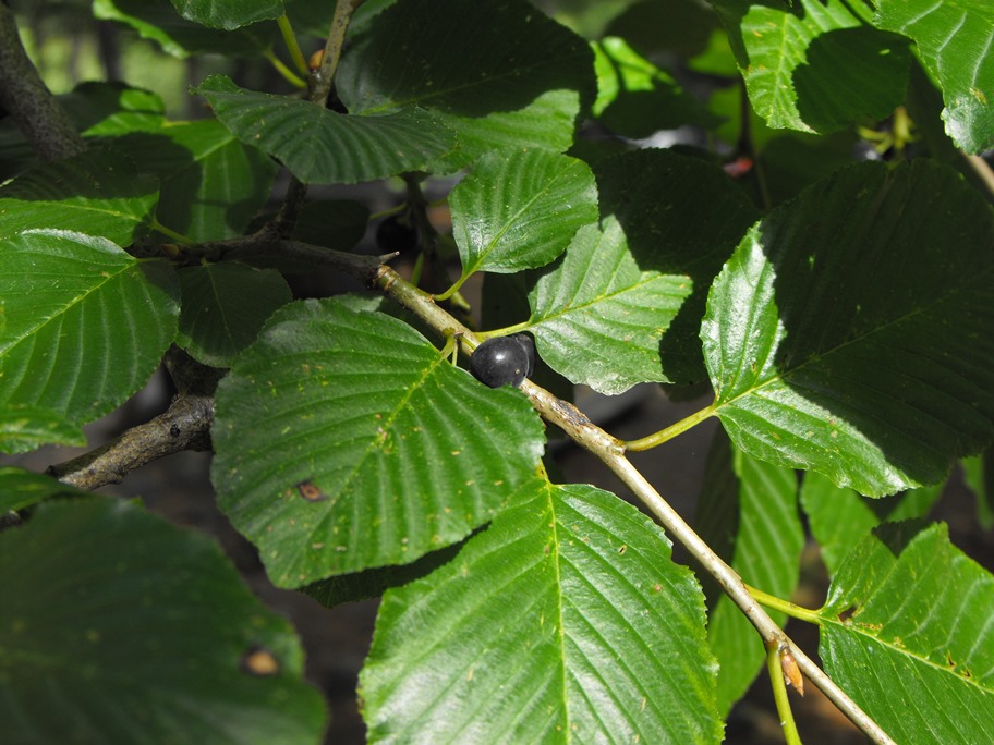 Frangula alnus